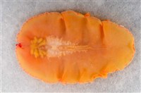 藏品(馬崗偽角扁蟲)的圖片